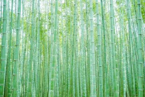 Bamboo forest Stock Photos