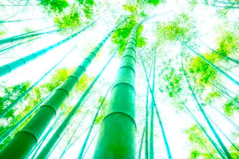 Bamboo forest Stock Photos