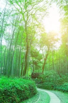 Bamboo forest Stock Photos