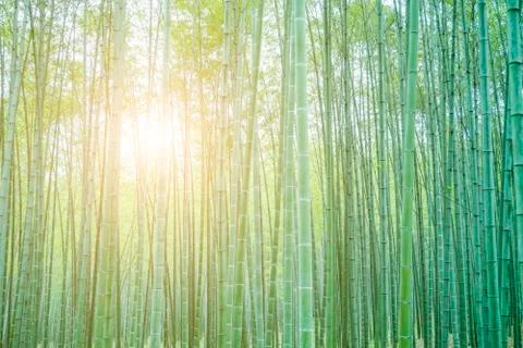 Bamboo forest Stock Photos