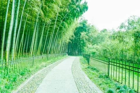 Bamboo forest Stock Photos