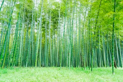 Bamboo forest Stock Photos