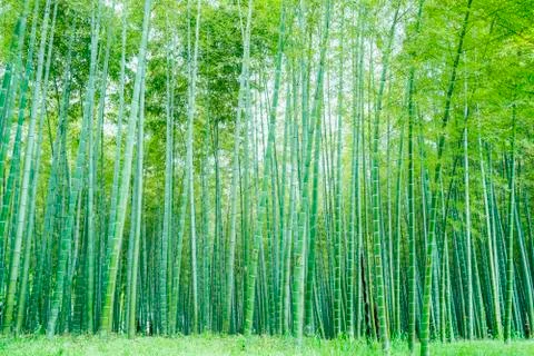Bamboo forest Stock Photos