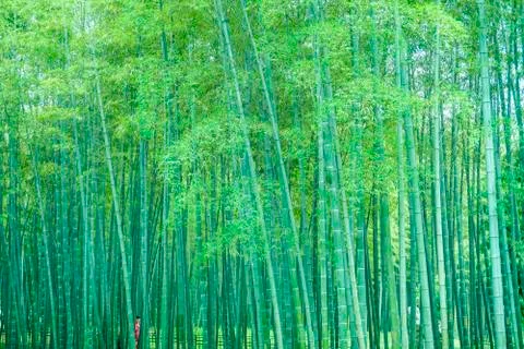 Bamboo forest Stock Photos