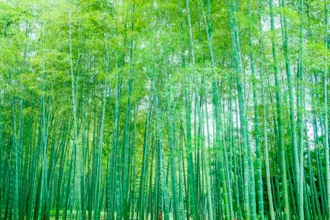 Bamboo forest Stock Photos