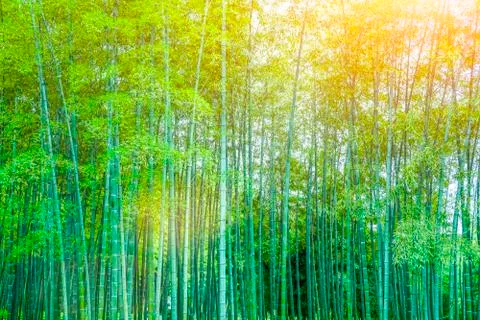 Bamboo forest Stock Photos