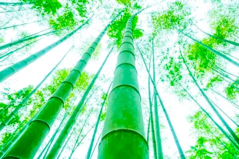 Bamboo forest Stock Photos