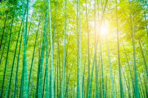 Bamboo forest Stock Photos
