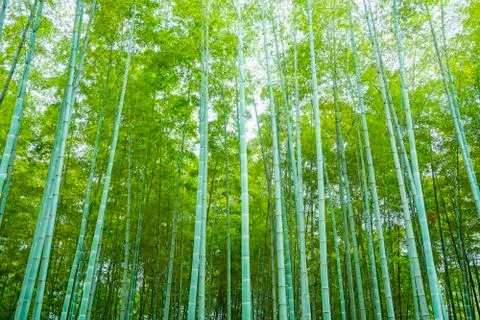 Bamboo forest Stock Photos