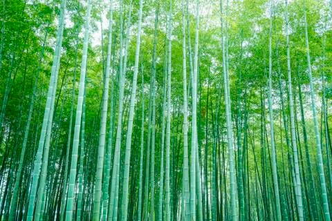 Bamboo forest Stock Photos