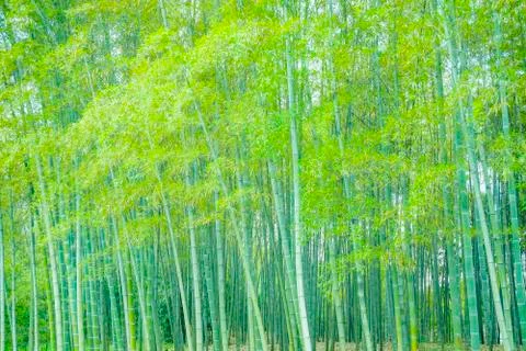 Bamboo forest Stock Photos