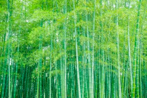 Bamboo forest Stock Photos