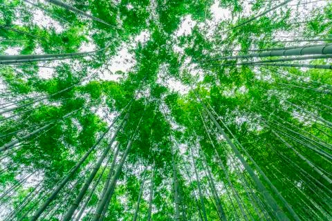 Bamboo forest Stock Photos