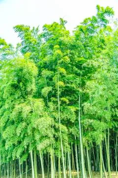 Bamboo forest Stock Photos