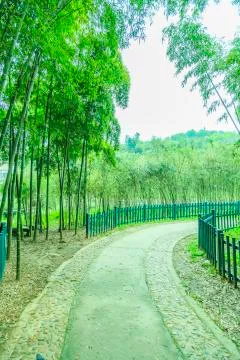 Bamboo forest Stock Photos