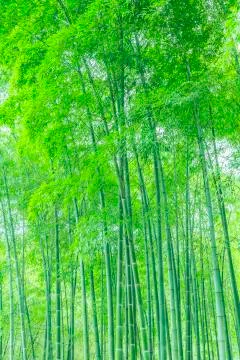 Bamboo forest Stock Photos