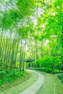 Bamboo forest Stock Photos