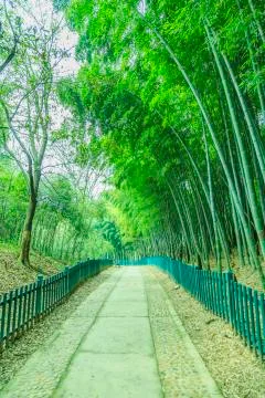 Bamboo forest Stock Photos