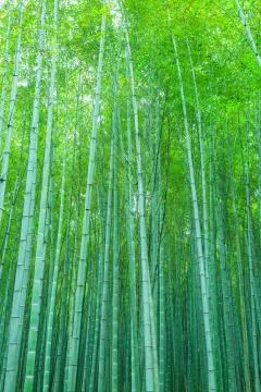 Bamboo forest Stock Photos