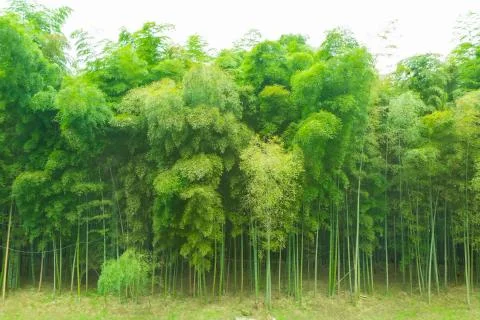 Bamboo forest Stock Photos