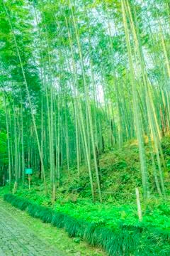 Bamboo forest Stock Photos