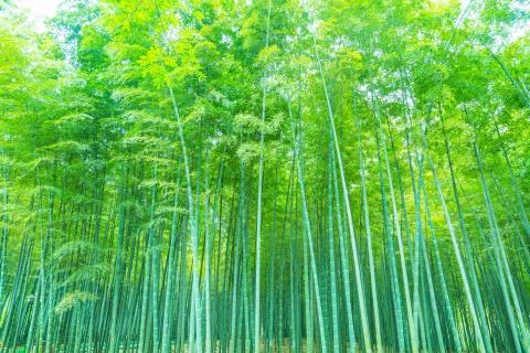 Bamboo forest Stock Photos