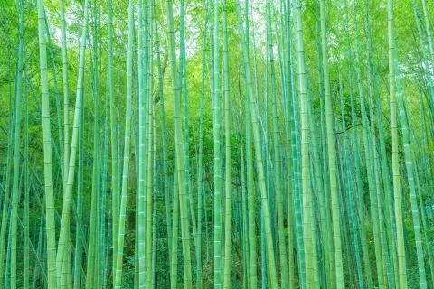 Bamboo forest Stock Photos