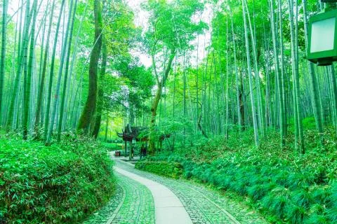 Bamboo forest Stock Photos