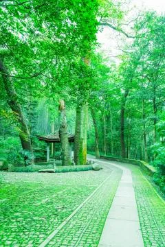 Bamboo forest Stock Photos