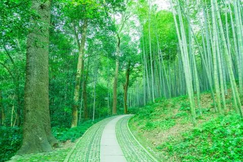 Bamboo forest Stock Photos