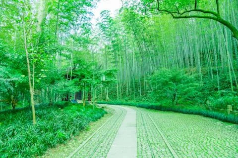 Bamboo forest Stock Photos
