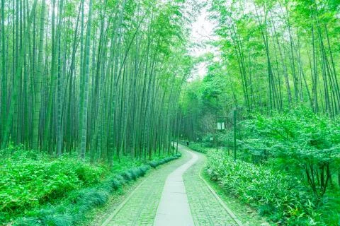 Bamboo forest Stock Photos