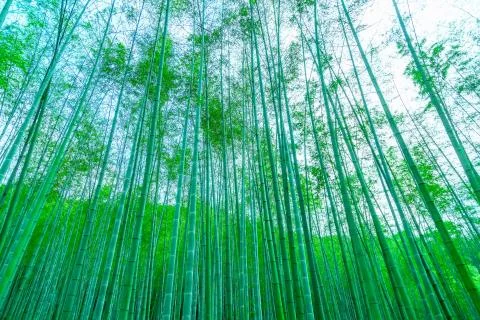 Bamboo forest Stock Photos