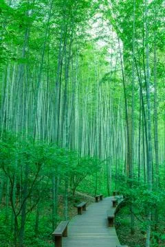 Bamboo forest Foto stock