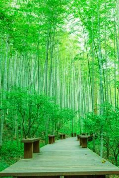Bamboo forest Stock Photos