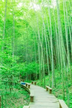 Bamboo forest Stock Photos