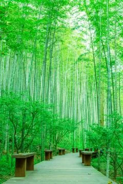 Bamboo forest Stock Photos