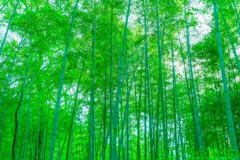 Bamboo forest Stock Photos