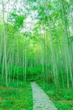Bamboo forest Foto stock