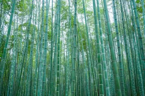 Bamboo forest Stock Photos