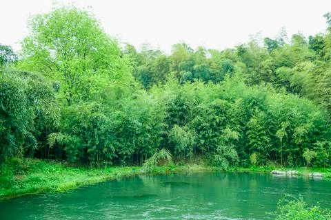 Bamboo forest Foto stock