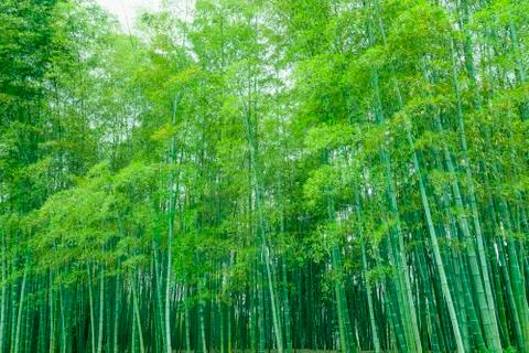 Bamboo forest Stock Photos
