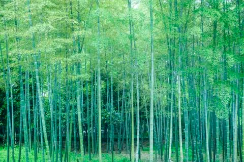 Bamboo forest Stock Photos