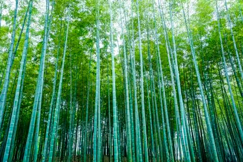 Bamboo forest Stock Photos