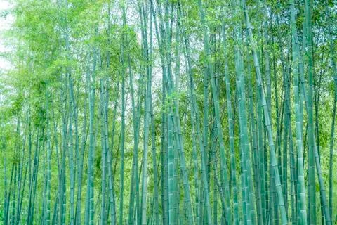 Bamboo forest Stock Photos