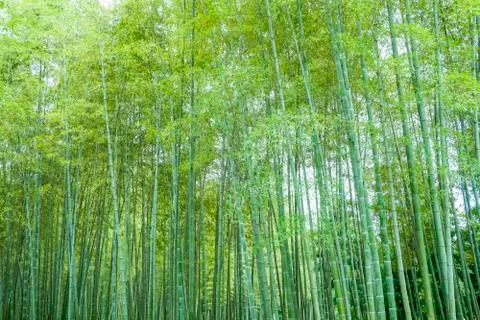 Bamboo forest Stock Photos