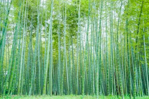 Bamboo forest Stock Photos