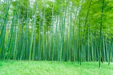 Bamboo forest Stock Photos