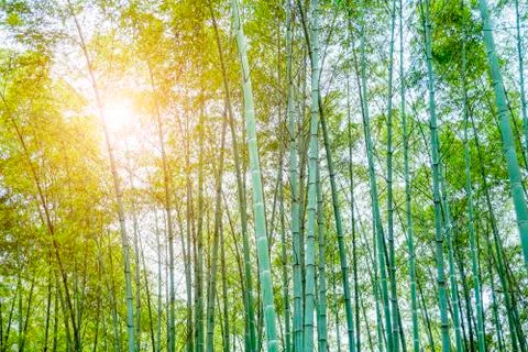 Bamboo forest Stock Photos