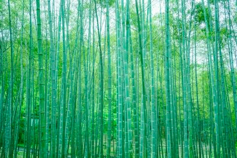 Bamboo forest Stock Photos